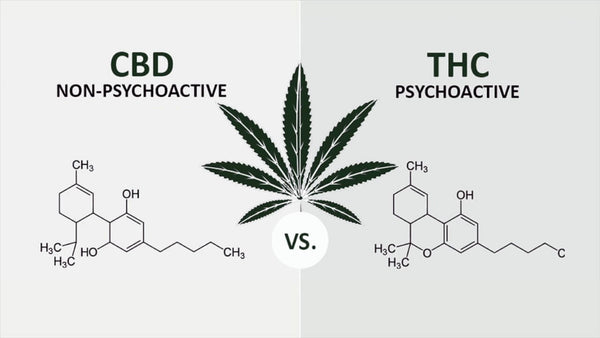 CBD vs THC: O comparație a celor doi compuși